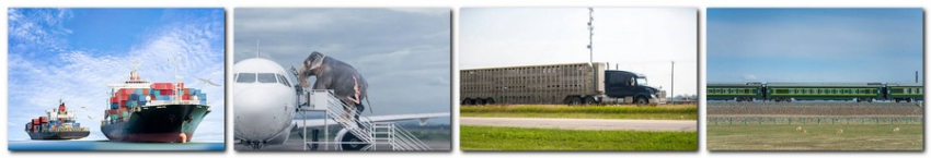 Перевезення тварин