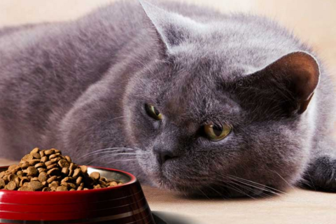 Сухий корм для котів від PetMart: якість та турбота про ваших улюбленців