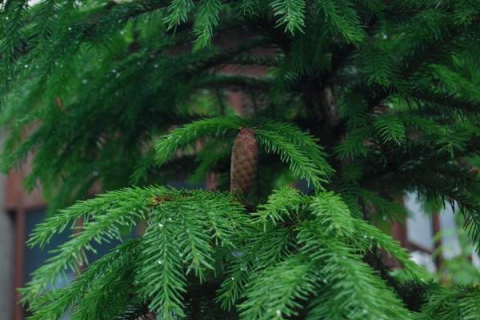 Елки не радуют. Новогодние праздники в Украине под угрозой