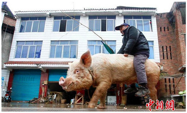 Селянин Цзян Чен&rsquo;ю їде верхи на одній зі своїх свиней. Він почав так робити після того, як кілька місяців тому захворів і став не в змозі далеко ходити пішки. 
