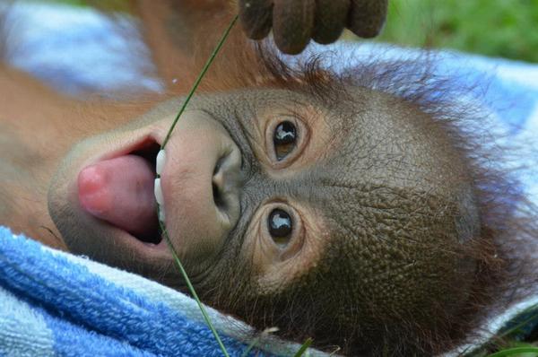 необычные люди, остров борнео