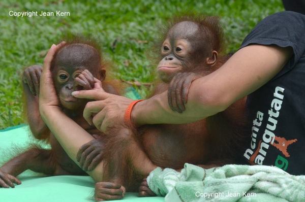 необычные люди, остров борнео